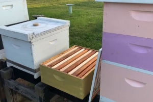 Apis Mellifera Beehive Super Chamber, Shallow, NEW, Without Bees