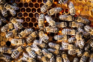 Apis Mellifera Beehive Brood Box with Bees Colony