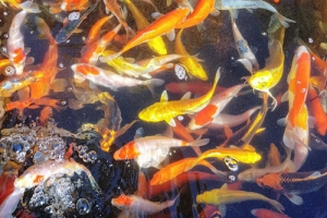 Koi Carp