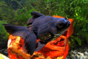 Black Moor Fish