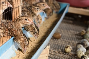 Quail Feed Starter Chick Mash, 0-3weeks