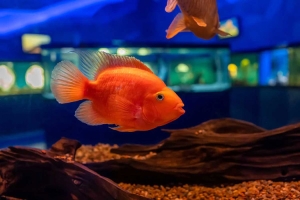 Parrot Cichlid Fish