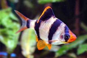 Tiger Barb Fish