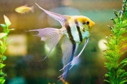 Angelfish