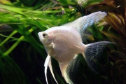 Angelfish