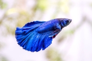 Betta Fighter Fish