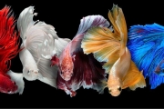 Betta Fighter Fish