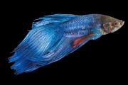 Betta Fighter Fish