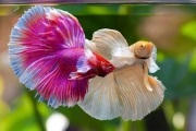 Betta Fighter Fish