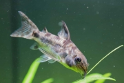 Corydoras Catfish