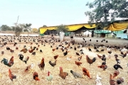 Free Range - Desi Bird Feed, Grower