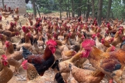 Free Range - Desi Bird Feed, Grower