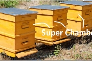 Apis Mellifera Beehive Brood Box, with Bees, Super Chamber, Set