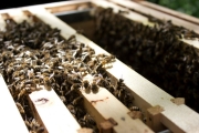 Apis Mellifera Beehive Brood Box with Bees Colony