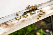 Apis Mellifera Beehive Brood Box with Bees Colony