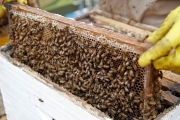 Apis Mellifera Beehive Brood Box with Bees Colony