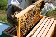 Apis Mellifera Beehive Brood Box with Bees Colony