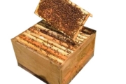 Apis Mellifera Beehive Brood Box with Bees Colony