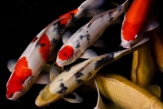 Koi Carp