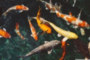 Koi Carp