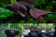 Black Moor Fish