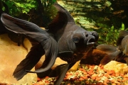 Black Moor Fish