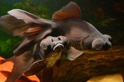 Black Moor Fish