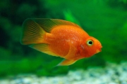 Parrot Cichlid Fish