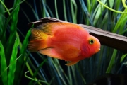 Parrot Cichlid Fish