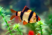 Tiger Barb Fish