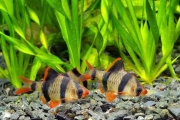 Tiger Barb Fish