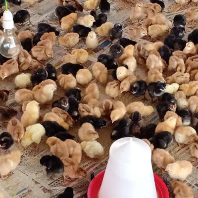 Aseel Chicks1