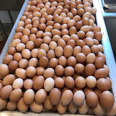 Brown Eggs 2