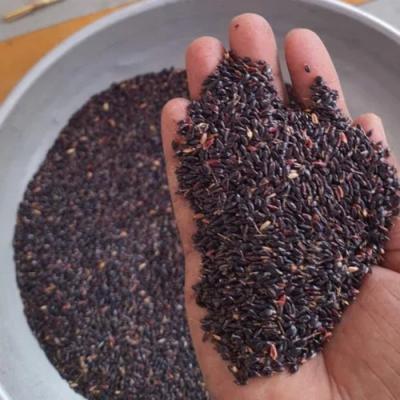 Fodder Seeds