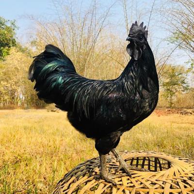 Kadaknath