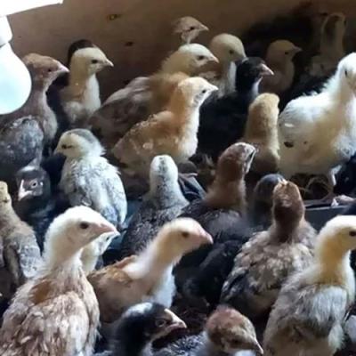 Kuroiler Poultry Breed 5