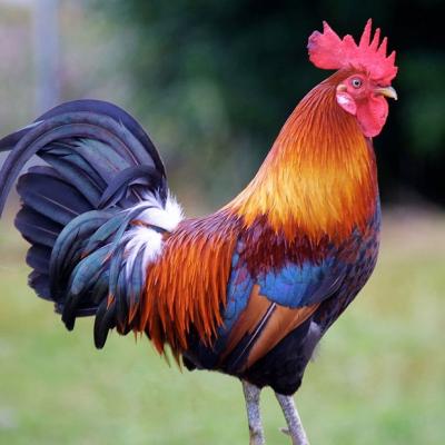 Rainbow Male