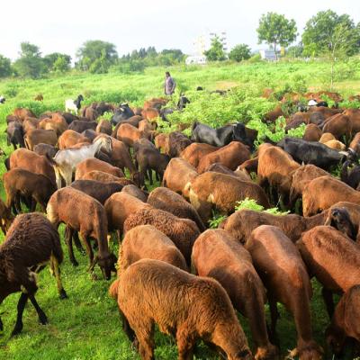 Sheep5