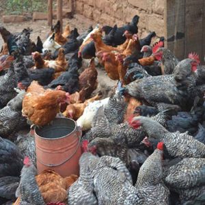 Kuroiler-poultry-breed_2