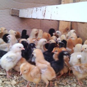 Kuroiler-poultry-breed_3