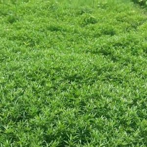 Stylo Fodder Grass_5