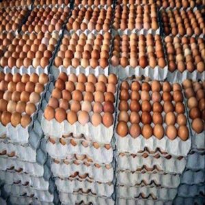 brown-eggs-3