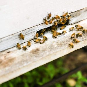 hive_with_bees_3