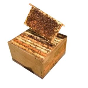 hive_with_bees_6