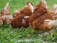 Poultry Vitamins & Minerals
